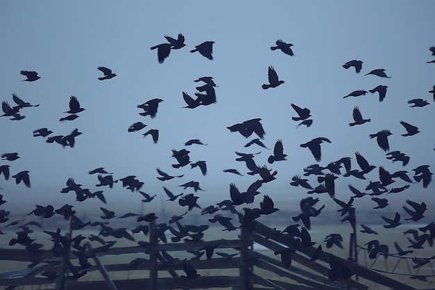 写真 抽象的なぼやけた背景、飛行中の黒い鳥の群れ、悲しみのストレスの概念、秋のうつ病