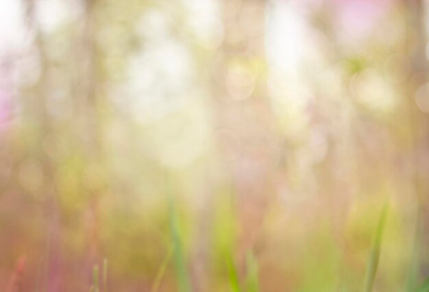 Photo abstract blurred background natural bokeh