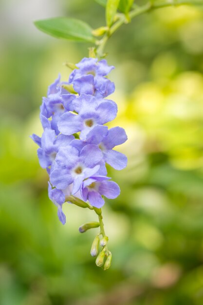 紫色の花、ゴールデンデュードロップの抽象的なぼやけた背景。