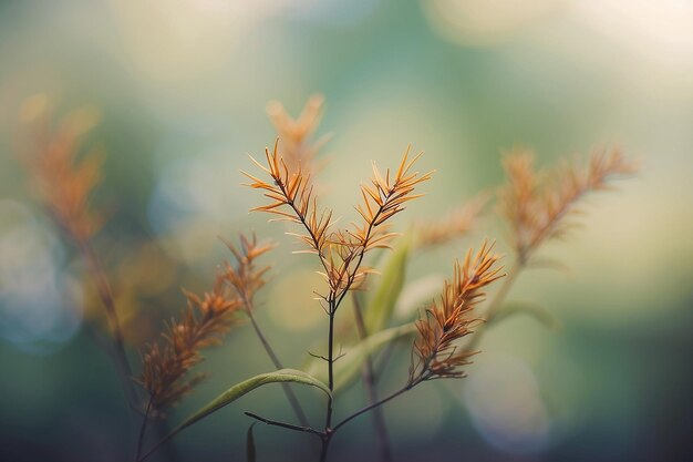 abstract blurred background with plants