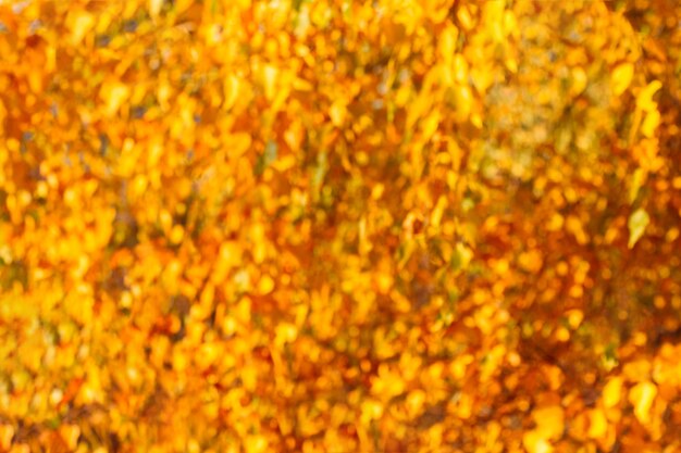 Abstract blurred foliage background orange yellow dry leaves autumn season