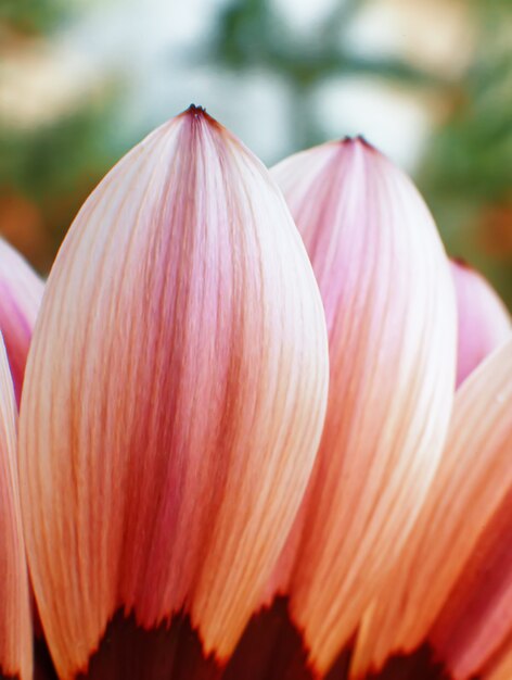 Abstract blurred gerbera flowers