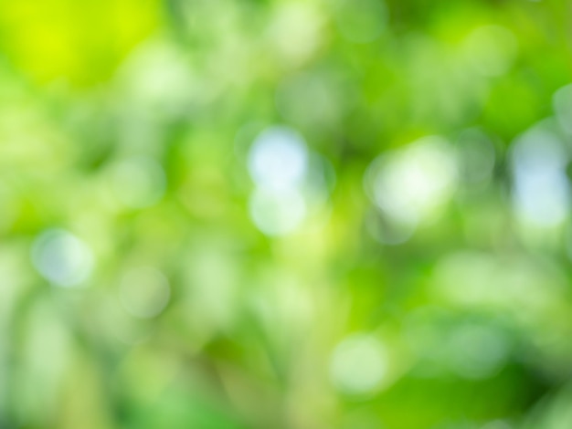 Abstract blurred green nature background with bokeh, natural light. Background of blurry Green leaves bokeh out of focus from tree forest.