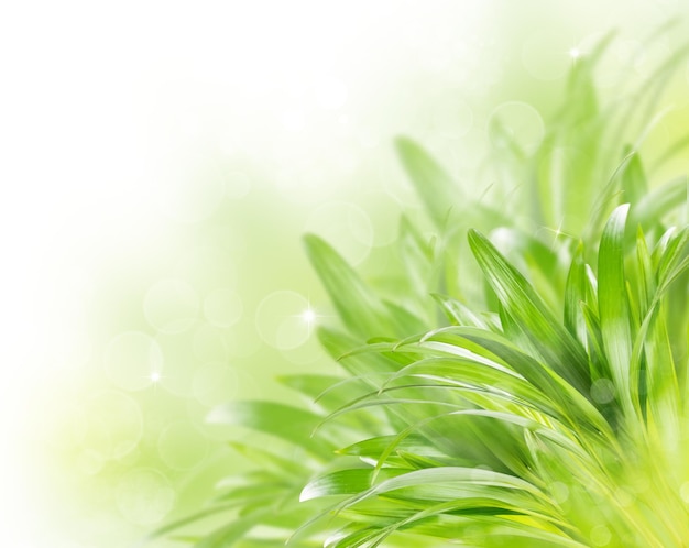 Abstract blurred green spring background with bokeh