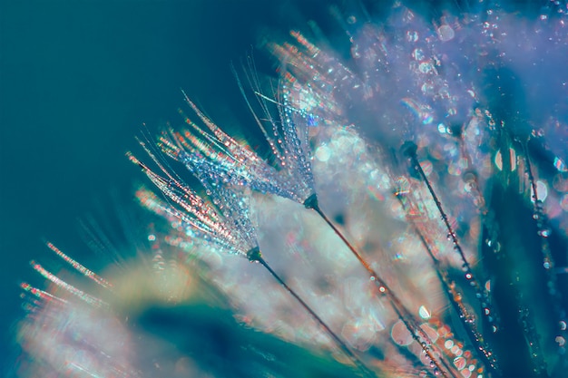 Abstract blurred macro photo of fluffy dandelion in dew drops with glitch effect