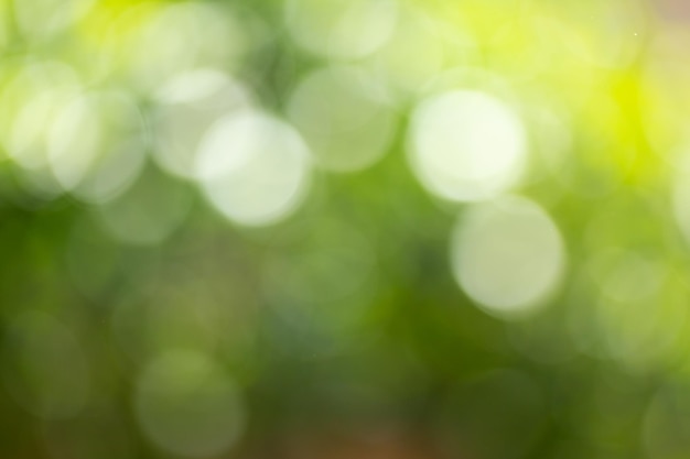 Abstract blurred scene for web advertising Soft focus foliage during summer with sunbeam wallpaper