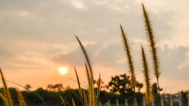 Abstract blurred silhouette tropical grass flower or setaceum pennisetum fountain grass on sunset