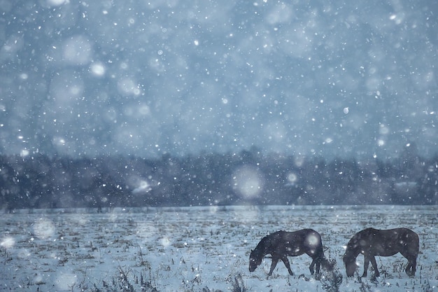 abstract blurred winter background, horses in a snowy field landscape, snow on a farm