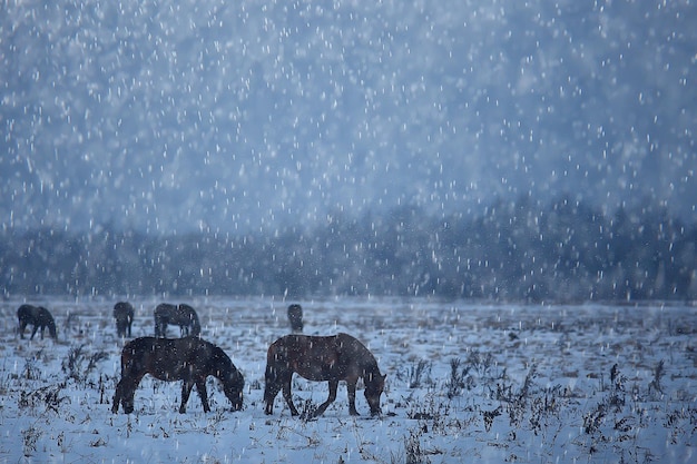 抽象的なぼやけた冬の背景、雪原の風景の中の馬、農場の雪