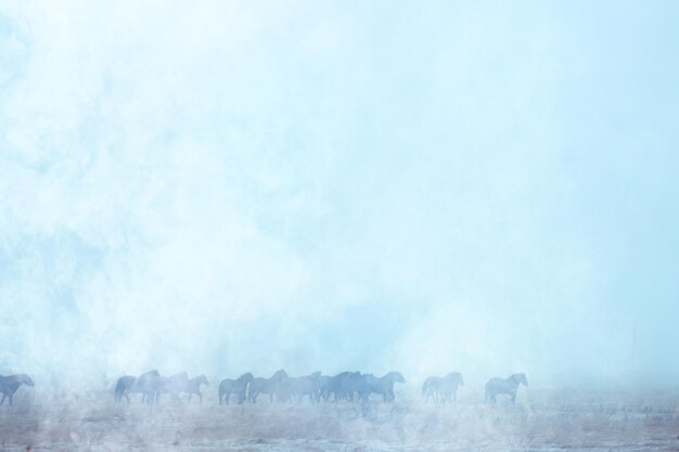 Photo abstract blurred winter background, horses in a snowy field landscape, snow on a farm