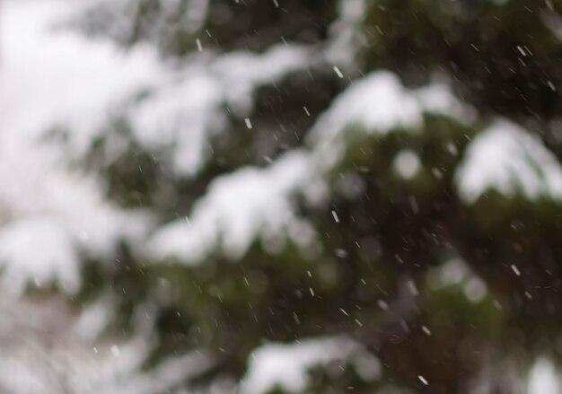 抽象的なぼやけた冬の自然の背景クリスマスや新年の雪に覆われたオーバーレイ