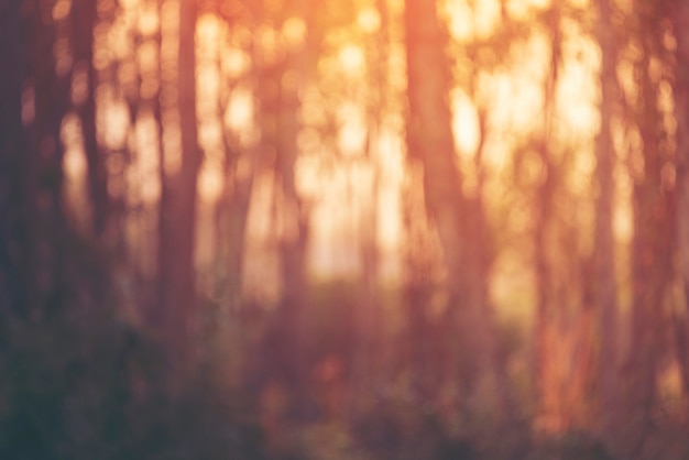 Fondo confuso astratto del tramonto, dell'albero e della luce solare della foresta