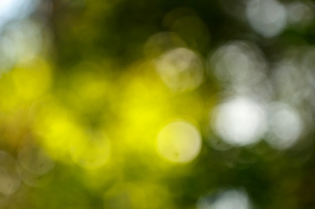 Abstract bokeh background natural green color.