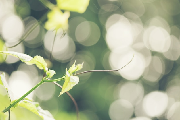 Abstract bokeh blur green color for background