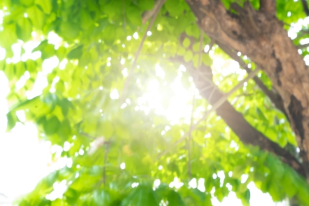 抽象的なボケは夏の日光で木の自然の背景をぼかします。