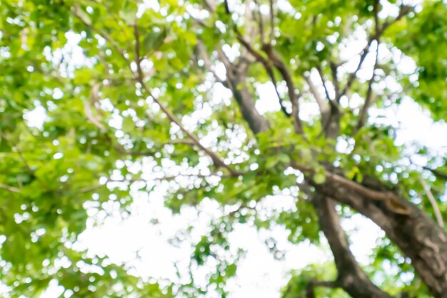 Abstract bokeh blur tree nature background with sunlight on summer.