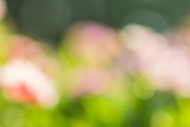 Abstract bokeh and blurred colorful nature background 