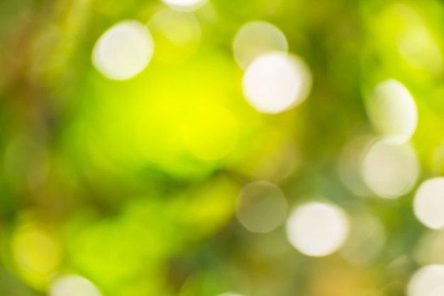 Photo abstract bokeh and blurred green nature background