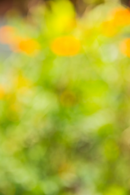 Abstract bokeh and blurred green nature background 