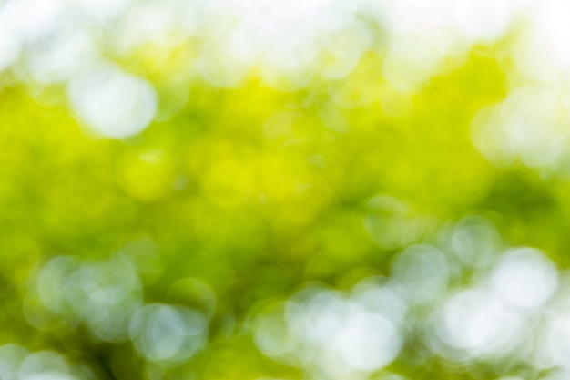 Abstract bokeh and blurred green nature background