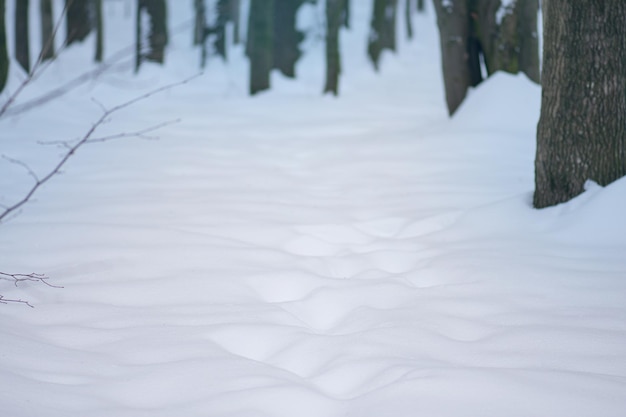 Abstract bright snowy background with forest background Winter landscape in snowy park