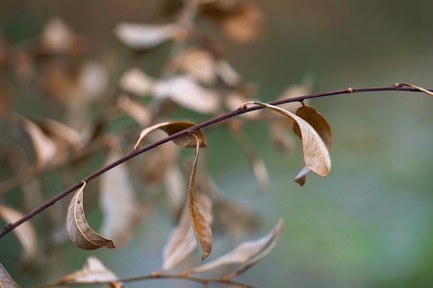 自然の中で抽象的な茶色のシダ植物の葉