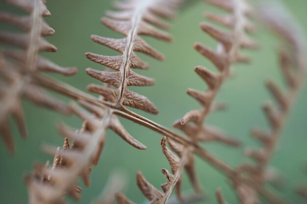 abstract brown fern plant leaves in the nature      