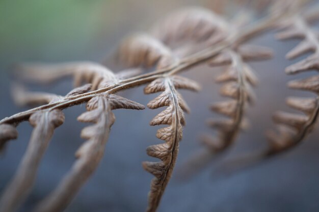 abstract brown fern plant leaves in the nature        