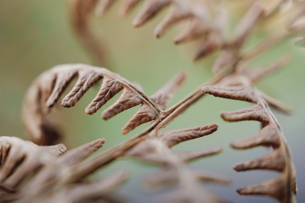 Photo abstract brown fern plant leaves in the nature