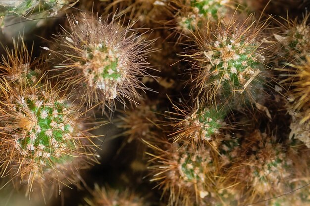 Foto albero di cactus astratto