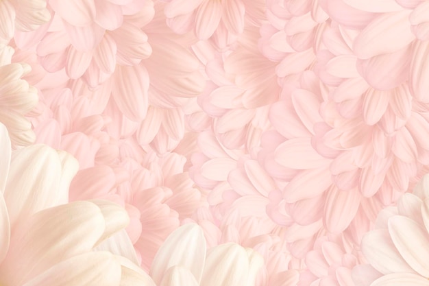 Abstract Chrysanthemum flower background with soft blur for spring or summer time