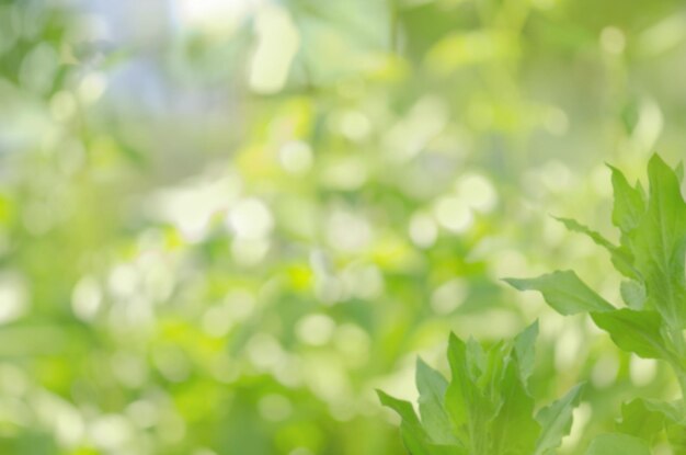 추상적 인 원형 녹색 bokeh 초점 배경에서 녹색 bokeh 자연 녹색 배경을 흐리게