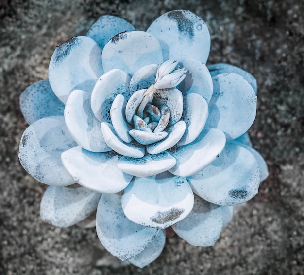 Abstract close-up of the colorful natural rosette pattern of a succulent plant