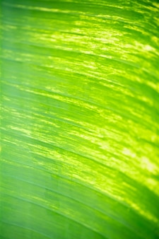 Primo piano astratto di bella foglia di banana verde della natura che utilizza come concetto della pagina della carta da parati del fondo.