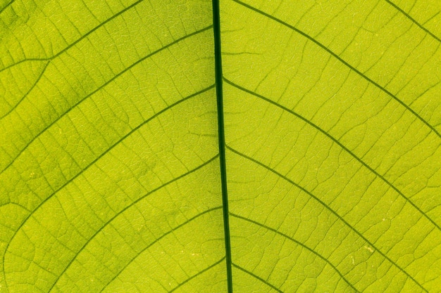 Fondo astratto di struttura della foglia verde del primo piano