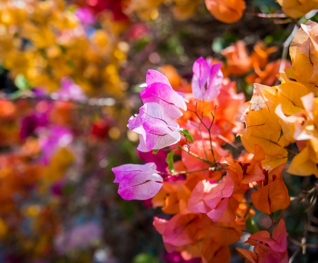 Abstract colored background close up. Macro. flowers