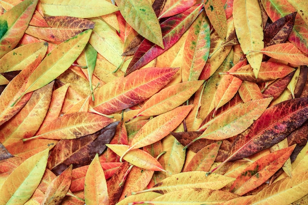 Abstract colorful autumn leaves background.