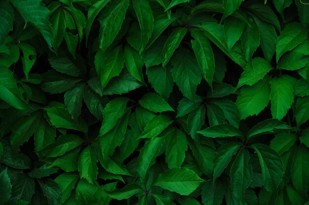 Abstract colorful background wall of green foliage