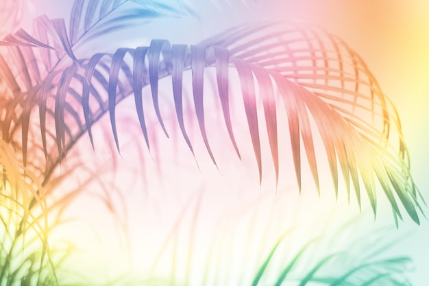 Abstract colorful palm leaves natural on backgroundSoft image for summer