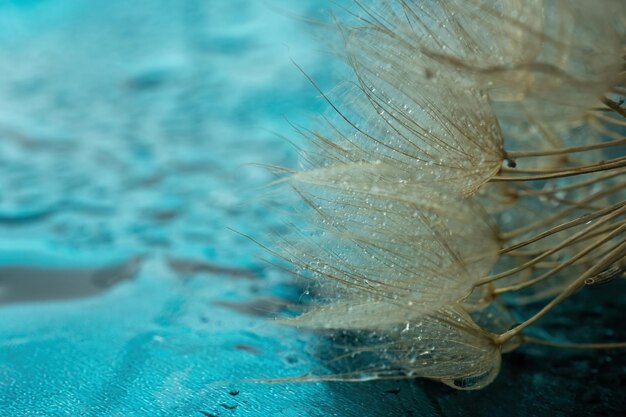 Abstract dandelion flower background extreme closeup Big dandelion on natural background Art phot