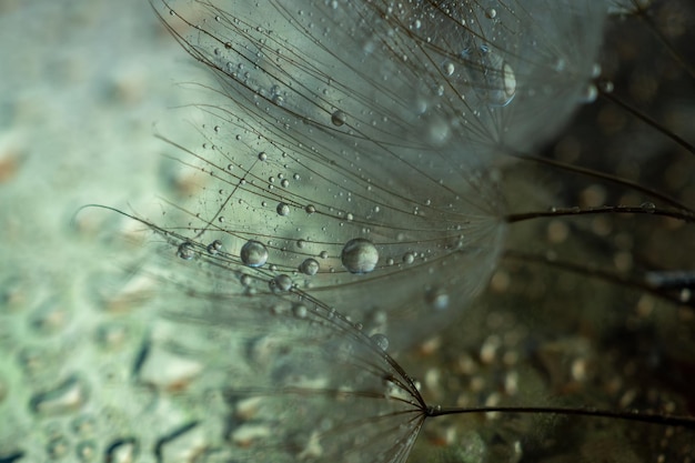 Photo abstract dandelion flower background extreme closeup