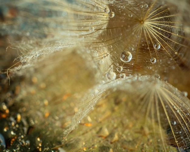 Abstract dandelion flower background Seed macro closeup Soft focus Spring nature