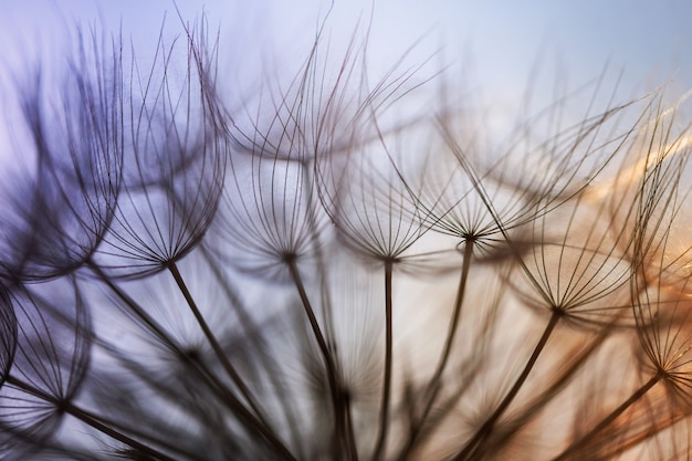 Abstract dandelion flower background