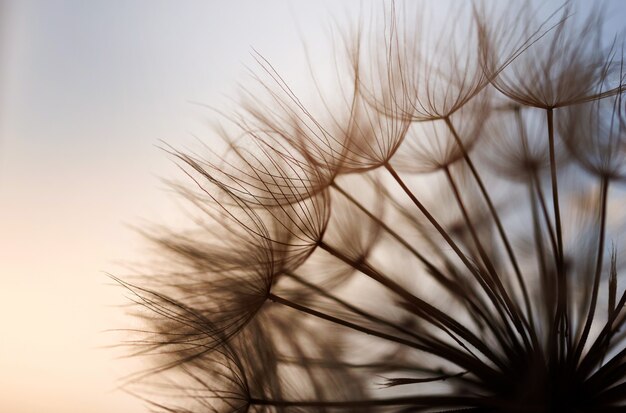 Abstract dandelion flower background