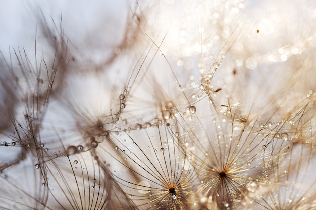 抽象的なタンポポの花の背景