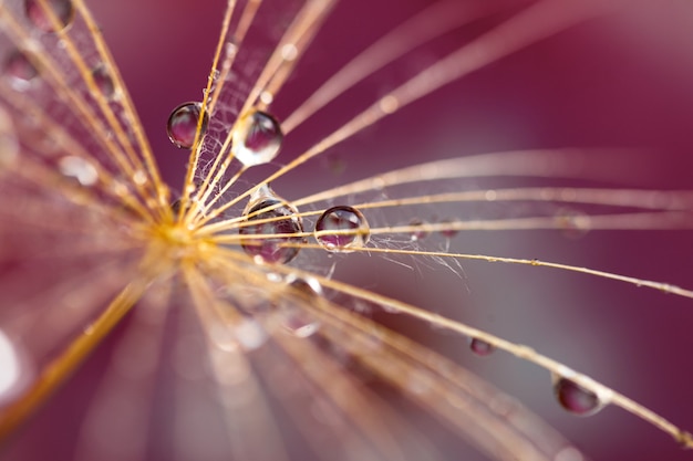 Photo abstract dandelion flower background