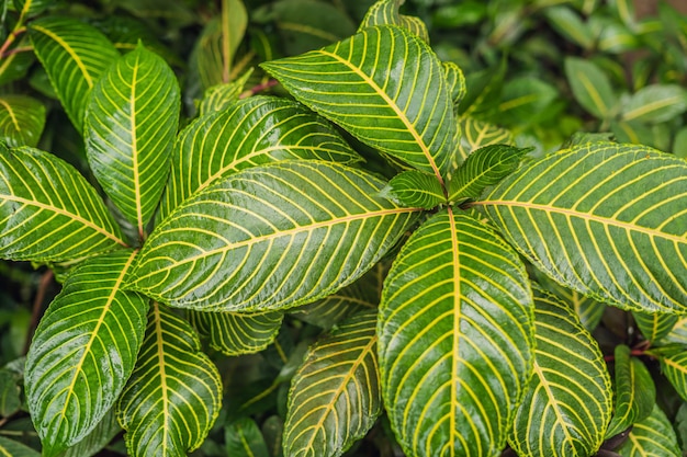 Abstract dark green of tropical plant and green leaf after rain drops in monsoon season