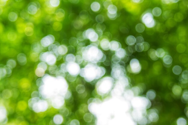 Foto fondo astratto della luce del bokeh di defocus fatto di stile della foresta