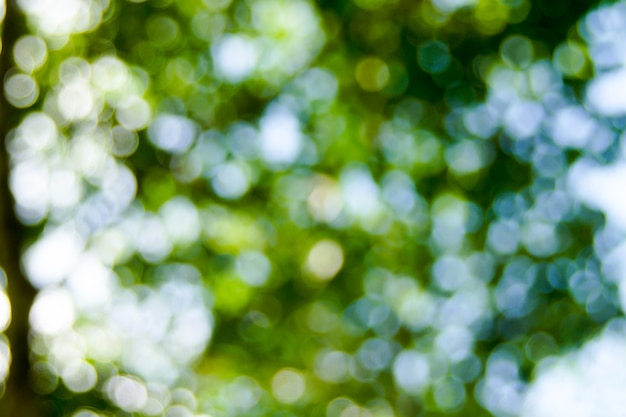 Foto fondo astratto della luce del bokeh di defocus fatto di stile della foresta