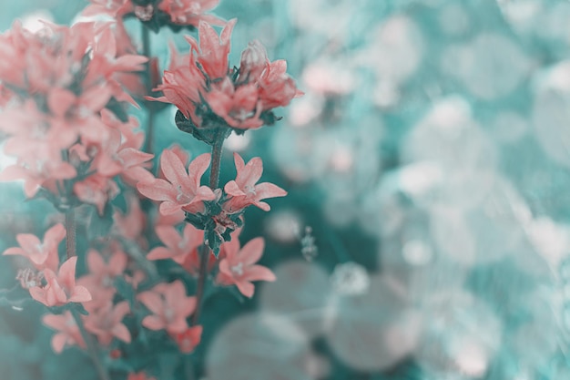 Abstract defocused background and orange flowers